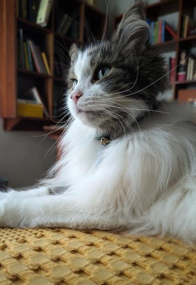 A long-haired green-eyed white tabby, lying on a yellow throw blanket. She is looking at something out of frame. Behind her, wooden bookshelves can be seen.