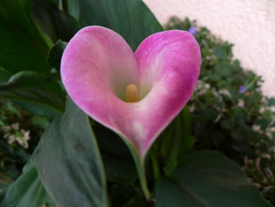 Nahaufnahme der Blüte einer Calla Rehmannii. In der Mitte ein wie Mini-Mais strukturierter und dazu passend auch maisfarbener Stempel, darum herum das sich hinten mit überlappenden Kanten zu einem Kelch formende, pinkrosafarben strahlend marmorierte Blütenblatt. Im Hintergrund unscharfes Pflanzengrün.