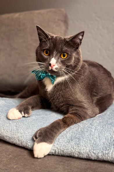 A lovely picture of a very handsome grey and white tuxedo kitty with thumbs and a wonderful blue bow tie.