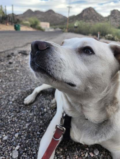 a dog is patiently awaiting his treato