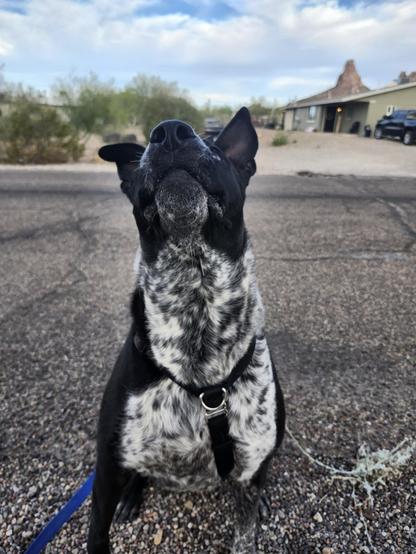a dog is looking up to the incoming treaty