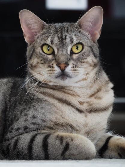 A close-up of a gray tabby cat with distinctive spots and stripes, large yellow eyes, and alert ears, resting on a light surface. The background is blurred, focusing attention on the cat's detailed features.