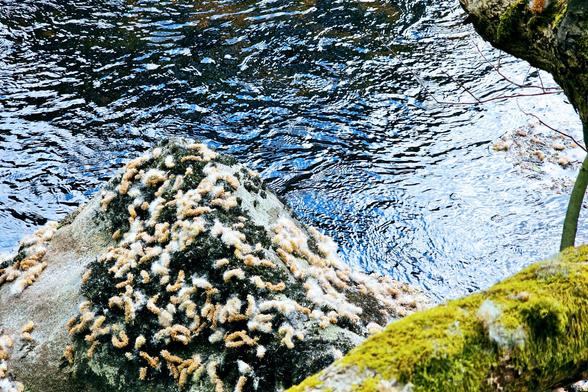 A medium shot shows a moss-covered rock in a river, adorned with numerous light-coloured catkins. A moss-covered tree trunk extends into the frame from the right, with the dark water of the river flowing behind and around the rock