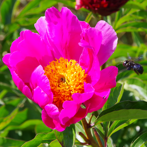 Einfach karminrote Blüte mit gelber Mitte. Recht in der Mitte kommt ein dunkles Insekt geflogen. Im Zentrum der Blüte ist ein grauer Käfer zu erkennen.