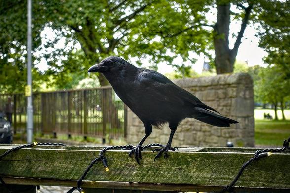 The image features a black crow standing on a wooden railing, which is wound with bite-sized metal chains. The background reveals a park-like setting with grass and trees, as well as a metal fence and a bit of a stone structure visible in mid-background. The setting suggests this might be in a public or semi-public area with natural greenery. The focus of the photo is sharply on the crow, making it the prominent subject in the foreground.