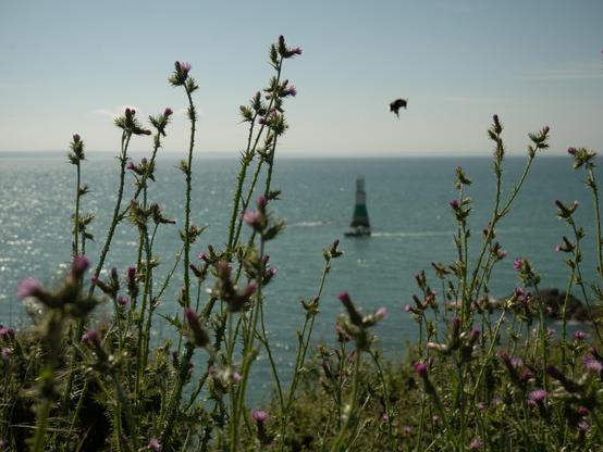 Photo du bord de mer avec des fleurs et un phare