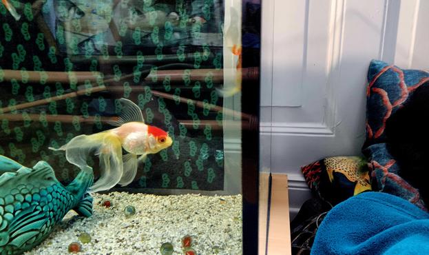 Ich liege direkt neben dem Aquarium mit Kissen und Decke. Kabu beobachtet mich aus der Nähe