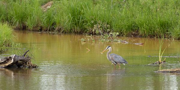 The head of the bird is just right of the middle of the photo.
The bird is standing in a small pond with a small fish in it's beak.