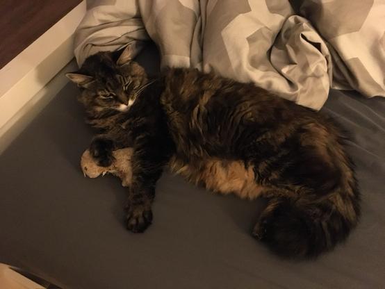 Floofy Kitty lounging with a smaller stuffed cat