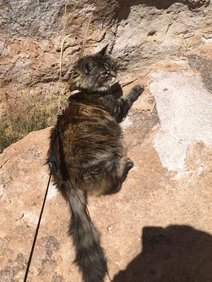 Kitty lounges at City of Rockd.