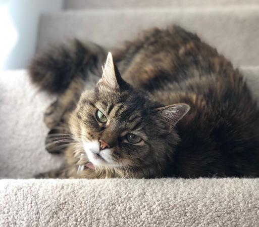 Kitty on steps.