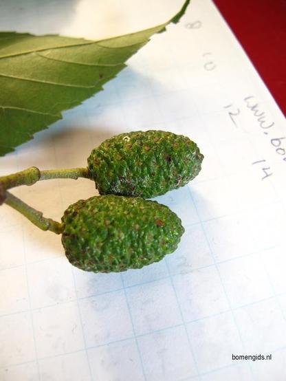 Alnus vrucht