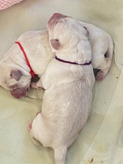 2 day old yellow Labrador puppies sleeping together