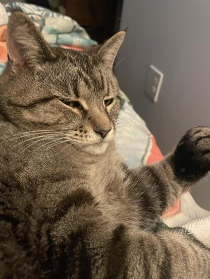 A close-up of a relaxed gray tabby cat lying on a blanket, with a calm expression and one paw raised. The background is softly blurred.