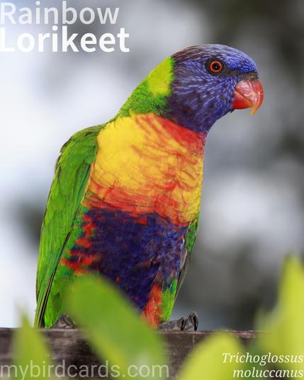 🌏 Rainbow lorikeet (Trichoglossus moluccanus)

The rainbow lorikeet is a vibrantly coloured parrot with a blue head and belly, green wings and back, and an orange/yellow breast, complemented by a bright red beak. Both sexes share this striking appearance. Native to eastern Australia, from Queensland to South Australia, it also has introduced populations in Western Australia. They inhabit rainforests, woodlands, and urban areas. Rainbow lorikeets are highly social, typically seen in noisy, fast-moving flocks, and often gather in large communal roosts at dusk. They primarily feed on nectar and pollen, using a specialized brush-tipped tongue, and are known for their acrobatic feeding behaviors, often hanging upside down.

Two subspecies are recognised.

Conservation status: Least Concern (IUCN 3.1)

📷: Photo by Wow_Pho via Pixabay https://pixabay.com/photos/australia-natural-bird-parrot-1199250/

SLHM