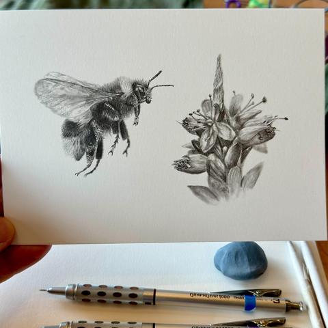 Graphite drawing of a bumblebee mid-flight next to a cluster of flowers, rendered in fine detail on white paper.