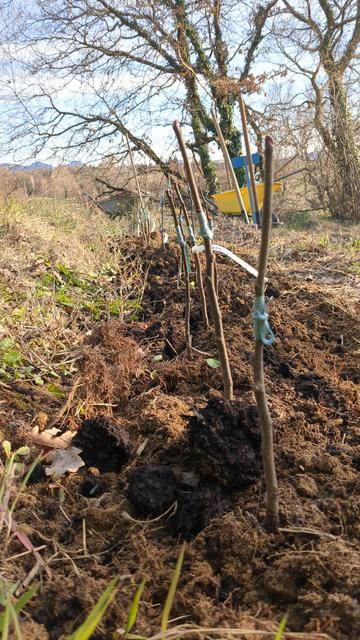 Jeunes arbres plantés et greffés en ligne
