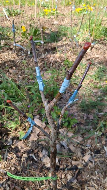 Prunier greffé sur quatre branches