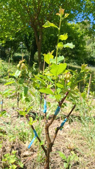 Prunier greffé sur 4 branches 2 mois plus tard: 3 des 4 greffes ont pris et poussent joyeusement