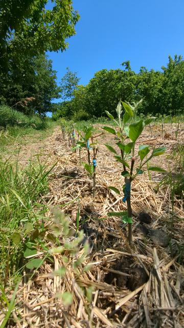 Arbres en lignes, la greffe à pris et pousse, la tige faisant 10-20cm