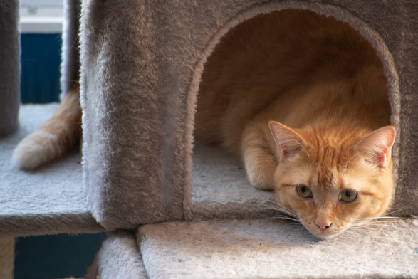 A ginger tabby lies in her cat tree looking slightly despondent.