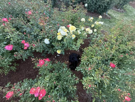 A photograph of some bushy green rose bushes with pink and yellow flowers. There is a mysterious, fuzzy black blob in the center of all the rosebushes.