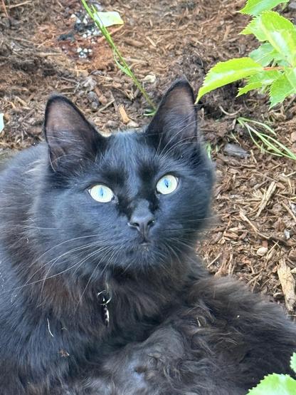 it is a close-up of the Katz perplexed face. This is Morpheus.