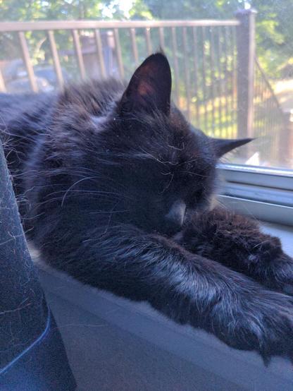 A black cat sleeps on a windowsill with front paws outstretched.