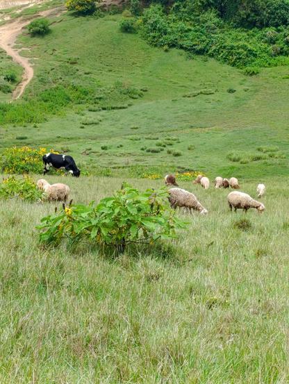 Sheep grazing in the grasslands, Mucheene forest
