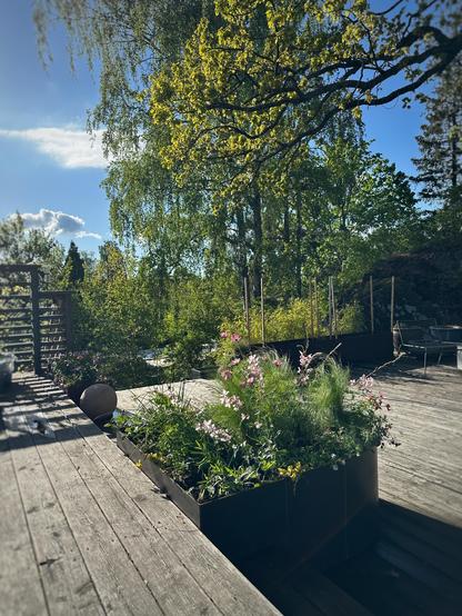 En rundad odlingslåda i cortenstål fylld med gröna växter och blommor i rosa nyanser på en uteplats i en försommarträdgård.
