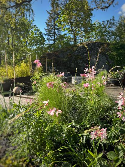 En rundad odlingslåda i cortenstål fylld med gröna växter och blommor i rosa nyanser på en uteplats i en försommarträdgård.