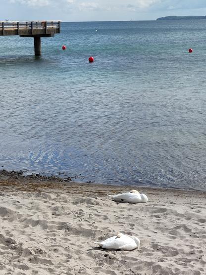 Zwei schlafende Schwäne im Sand am Wasser neben einer Seebrücke.