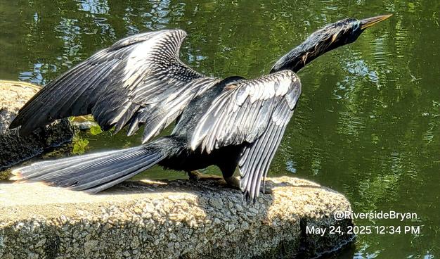 Unusual water bird couches in a "launching" position at the edge of a concrete drainage fixture next to a pond.