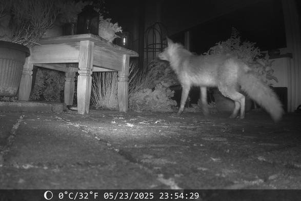 Das Bild zeigt einen Fuchs, der nachts in einem Garten an einem Tisch vorbeiläuft.


Das Bild ist ein Nachtaufnahme aus einer Überwachungskamera. Im Vordergrund ist ein Garten zu sehen, beleuchtet durch Infrarotlicht. Im Zentrum des Bildes läuft ein Fuchs von links nach rechts über den Garten. Der Fuchs erscheint in der Infrarotaufnahme in Grauweiß. Er ist im mittleren Bereich der Aufnahme und läuft in Richtung einer Holzgartenbank. Die Bank ist in der Mitte des Gartenplatzes und ist aus hellem Holz. Dahinter befinden sich einige Pflanzen in Töpfen. Der Garten ist mit Pflastersteinen angelegt, die dunkel erscheinen. Der Hintergrund ist dunkel und unscharf. Unten im Bild sind die Temperatur (0°C/32°F) und das Aufnahmedatum und -zeit der Überwachungskamera (05/23/2025 23:54:29) zu sehen.  Die gesamte Szene wirkt ruhig und geheimnisvoll, mit einem Hauch von Wildnis mitten in einem Garten. Die Stimmung ist friedlich und beobachtet, ohne besondere Dramatik.