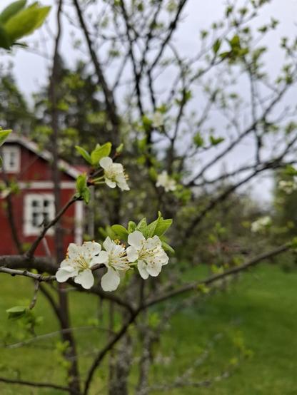Oletettavasti luumupuun kukkia. Taustalla näkyy pihanurmea sekä punainen puutalo.