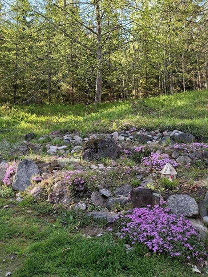 Kivikkoisessa kukkapenkissä paljon punertavaa sammalleimua. Kukkapenkissä myös keraaminen mökki ja tonttu. Taustalla metsänreuna.