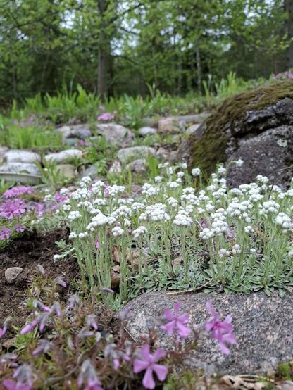 Kivikkoisessa kukkapenkissä valkokukkaista kissankäpälää ja punertavaa sammalleimua.