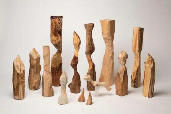 Image of 14 tree trunks chewed by beavers