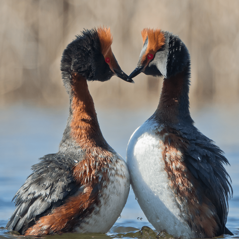 Mustakukku-uikkujen kosio-/pesimistanssit ovat juhlallista katsottavaa, niin kuin kaikilla uikuilla.
The courtship/breeding dances of the Slavonian grebes are a festive spectacle, as with all grebes.