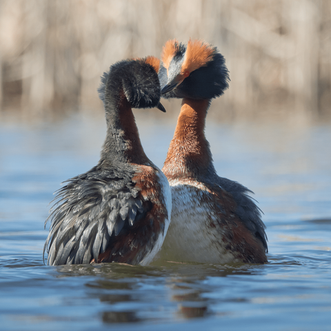 Mustakukku-uikkujen kosio-/pesimistanssit ovat juhlallista katsottavaa, niin kuin kaikilla uikuilla.
The courtship/breeding dances of the Slavonian grebes are a festive spectacle, as with all grebes.