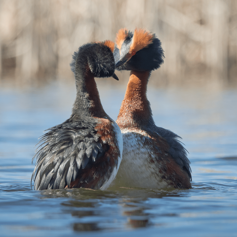Mustakukku-uikkujen kosio-/pesimistanssit ovat juhlallista katsottavaa, niin kuin kaikilla uikuilla.
The courtship/breeding dances of the Slavonian grebes are a festive spectacle, as with all grebes.