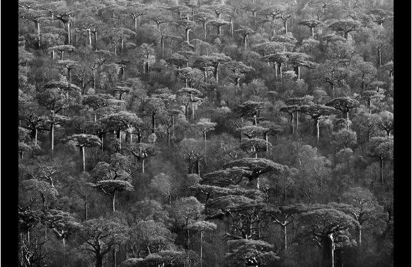 Dense forest in grey tones with some trees prominently standing out