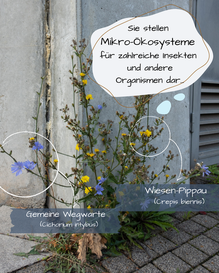An einer Hauswand wachsen zwei große Pflanzen ineinander: Wegwarte und Wiesen-Pippau. Einer blüht blau, der andere gelb.