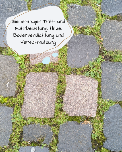 Verschiedene Kopfsteinpflaster, dazwischen in den Fugen viele viele Kleinstpflanzen, nur wenige Zentimeter groß.