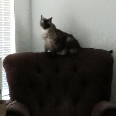 A lynx-point Siamese cat sits up alertly on the top of the backrest of an old upholstered armchair, looking expectantly across the room at their human. The edge of a window with drawn blinds fills the left side of the photo.