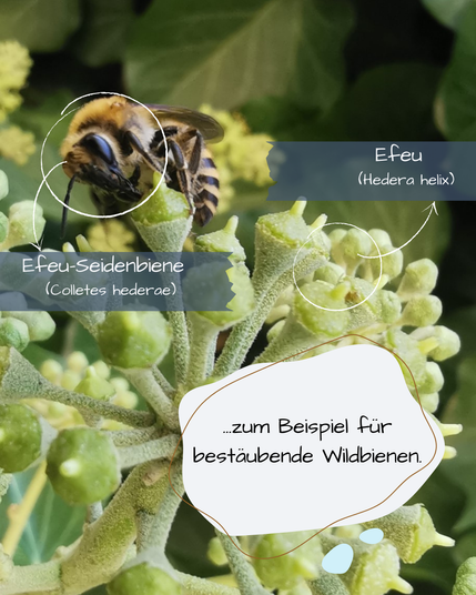 Nahaufnahme einer Efeublüte, auf der eine Efeu-Seidenbiene nach Nahrung sucht.