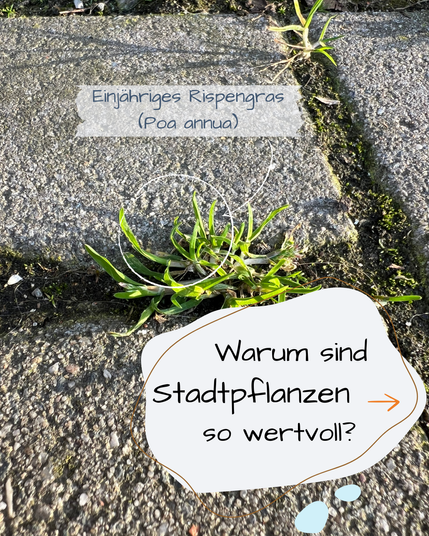Zwischen Pflastersteinen wächst ein Einjähriges Rispengras (Poa annua)