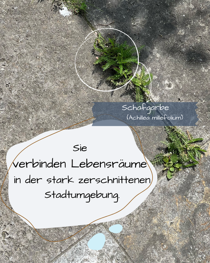 Dicht an dicht liegen Bodenplatten aus Kalkstein auf dem Boden, aber selbst in den winzigen Fugen von vielleicht einem Zentimeter sprießen Pflanzen hervor, z. B. eine Schafgarbe