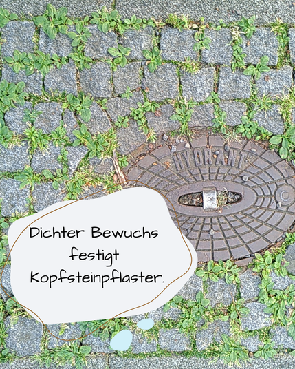 Ein ovaler Hydrantdeckel ist von kleinen grauen Pflastersteinen umgeben. In allen Fugen wächst dicht an dicht kleines Gepflänz. Aus der Aufnahmehöhe allerdings nicht bestimmbar.