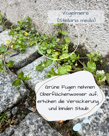 Man sieht eine graue Hauswand, davor Pflastersteine aus Granit. Diese sind sehr locker verlegt. Eine Vogelmiere drückt sich aus der Ritze empor und hält sich an der Hauswand fest